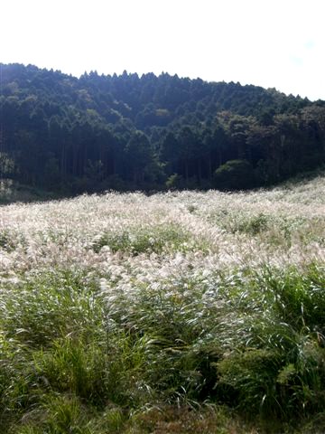 ガラスの森 003.jpg