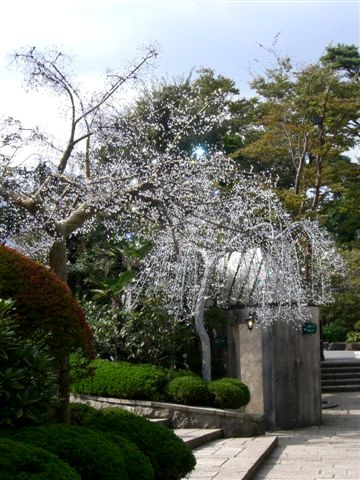 ガラスの森 023.jpg
